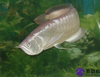 养银龙鱼的寓意是什么：养银龙鱼的寓意和象征意义是什么，养银龙鱼的寓意是什么 龙鱼百科 第3张