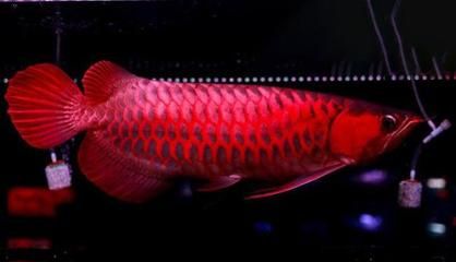 血红龙是淡水鱼吗为什么：血红龙是淡水观赏鱼吗