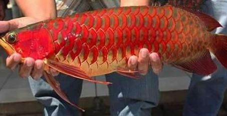 血红龙是淡水鱼吗为什么：血红龙是淡水观赏鱼吗 龙鱼百科 第3张