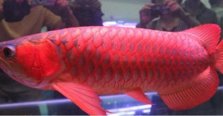 血红龙是淡水鱼吗为什么：血红龙是淡水观赏鱼吗 龙鱼百科 第2张