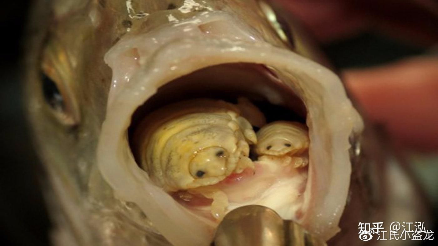 龙鱼把嘴撞坏了：当龙鱼的嘴巴撞坏了，处理方法会根据具体情况及相应的处理建议 龙鱼百科 第3张