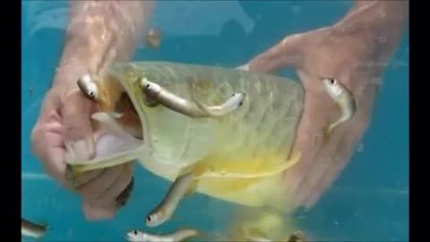 龙鱼把嘴撞坏了：当龙鱼的嘴巴撞坏了，处理方法会根据具体情况及相应的处理建议