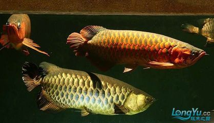 红龙与金龙鱼混养好不好：红龙与金龙鱼混养在某些情况下是可行的，但也存在挑战和注意事项