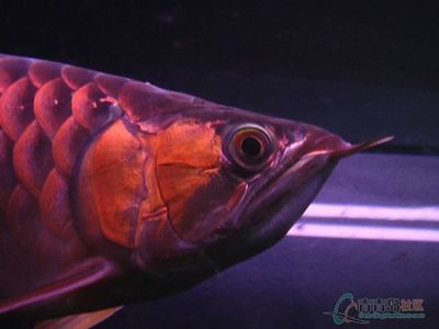红龙鱼论坛：快速访问龙鱼之巅论坛是一个专门为红龙鱼爱好者提供交流和服务的平台 龙鱼百科 第2张