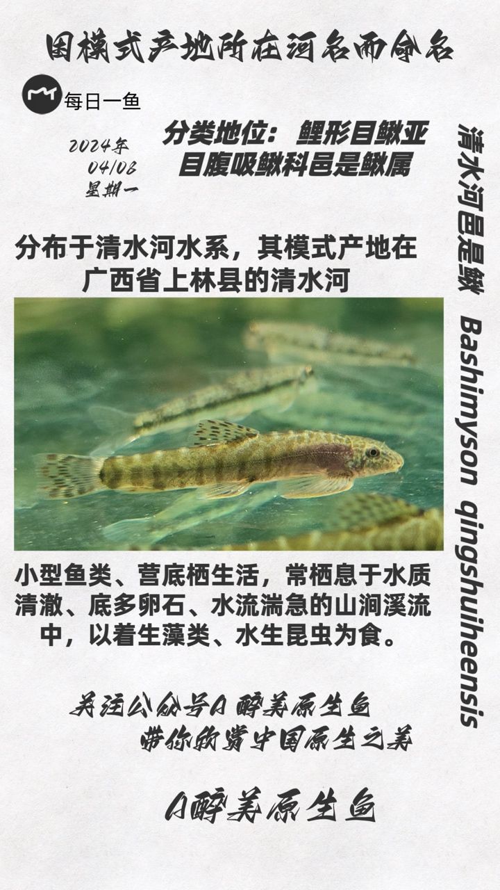 清水河邑是鳅：上林清水河，武工队评论 观赏鱼论坛