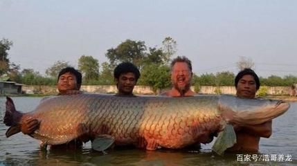 世界最大龙鱼：世界上最大的龙鱼可以有多大？