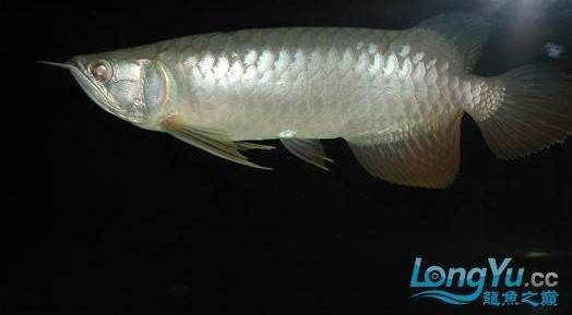 金龙鱼头上有白色的是什么病：金龙鱼头部出现白色症状可能是由几种疾病引起的，要确诊并治疗 龙鱼百科 第3张