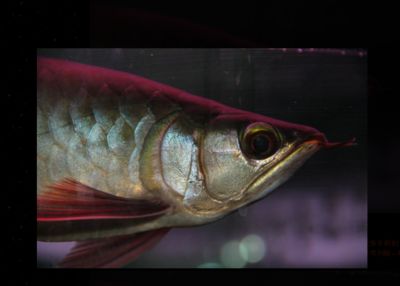 红龙鱼嘴唇发白：红龙鱼嘴唇发白可能是由多种因素引起的，红龙鱼嘴唇发白的原因