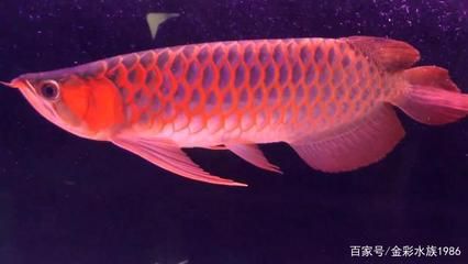 小红龙鱼用什么颜色的灯比较好看：小红龙鱼灯color色选择的建议