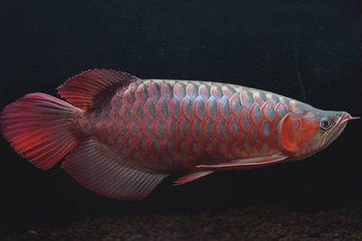 红龙鱼分几种体形图：红龙鱼分几种体形图红龙鱼的体形分类及其特点 龙鱼百科 第2张