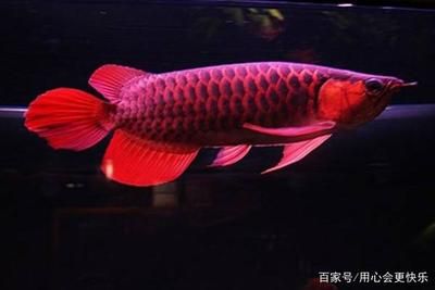 中国最贵的龙鱼多少钱一条：中国最贵的龙鱼多少钱一条血红龙鱼多少钱一条