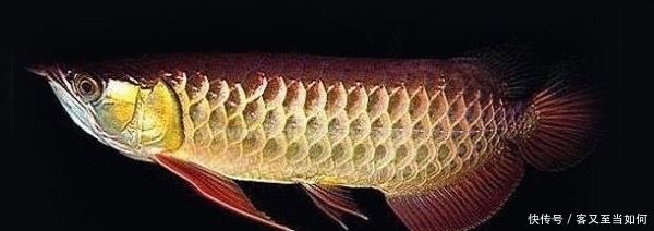 金龙鱼鳞片：关于金龙鱼鳞片的一些详细信息和养护方法