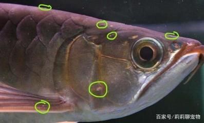 龙鱼鱼鳞有白点是什么病：龙鱼鳞片上的白点可能是龙鱼白点病的症状，可能是疾病的表现 龙鱼百科 第2张