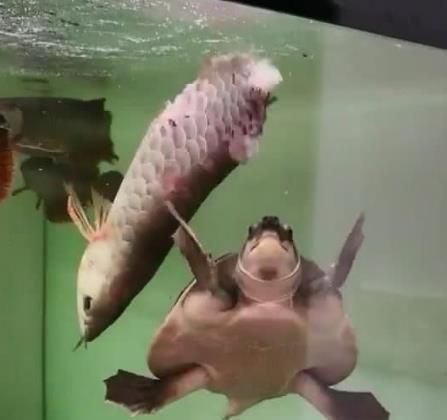 金龙鱼和乌龟能混养吗：金龙鱼和乌龟能不能混养 龙鱼百科 第1张