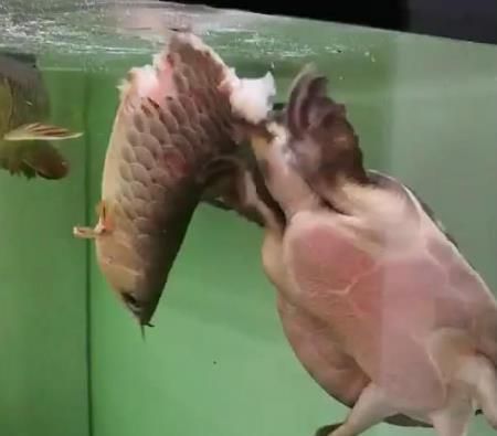 金龙鱼和乌龟能混养吗：金龙鱼和乌龟能不能混养 龙鱼百科 第3张