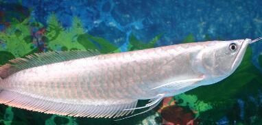 养一条银龙鱼有啥寓意和象征：养一条银龙鱼有什么寓意和象征 龙鱼百科 第1张