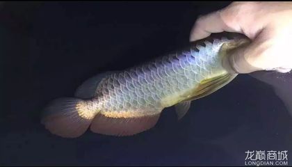 25公分龙鱼三个月长多大：龙鱼的生长速度、生长周期以及饲养技巧 龙鱼百科 第3张