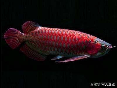 稀有龙鱼品种：探讨稀有龙鱼品种时，红尾金龙原产于印度尼西亚苏门答腊