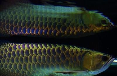 金龙鱼眼睛凹陷：金龙鱼眼睛凹陷可能是由于多种原因引起的，可能是多种原因引起的 龙鱼百科 第2张