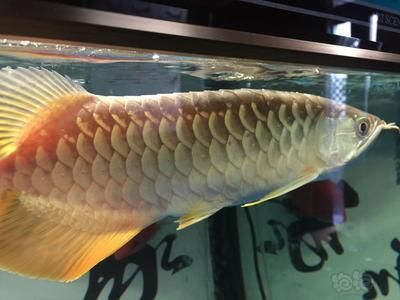 金龙鱼满珠鳞：金龙鱼的满珠鳞是一个重要的品质特征，金龙鱼的品质特征 龙鱼百科
