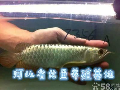 国内龙鱼养殖基地排名榜：中国有哪些龙鱼养殖基地？