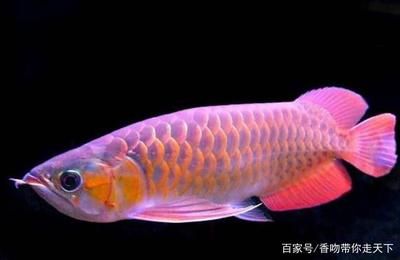 红龙鱼繁殖能力：红龙鱼的繁殖能力是否相对较弱？