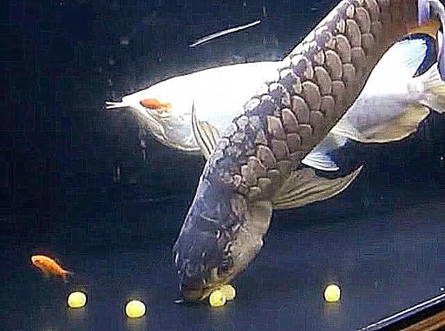 金龙鱼孵化小鱼后会吃小鱼吗：金龙鱼孵化小鱼后会吃小鱼吗，