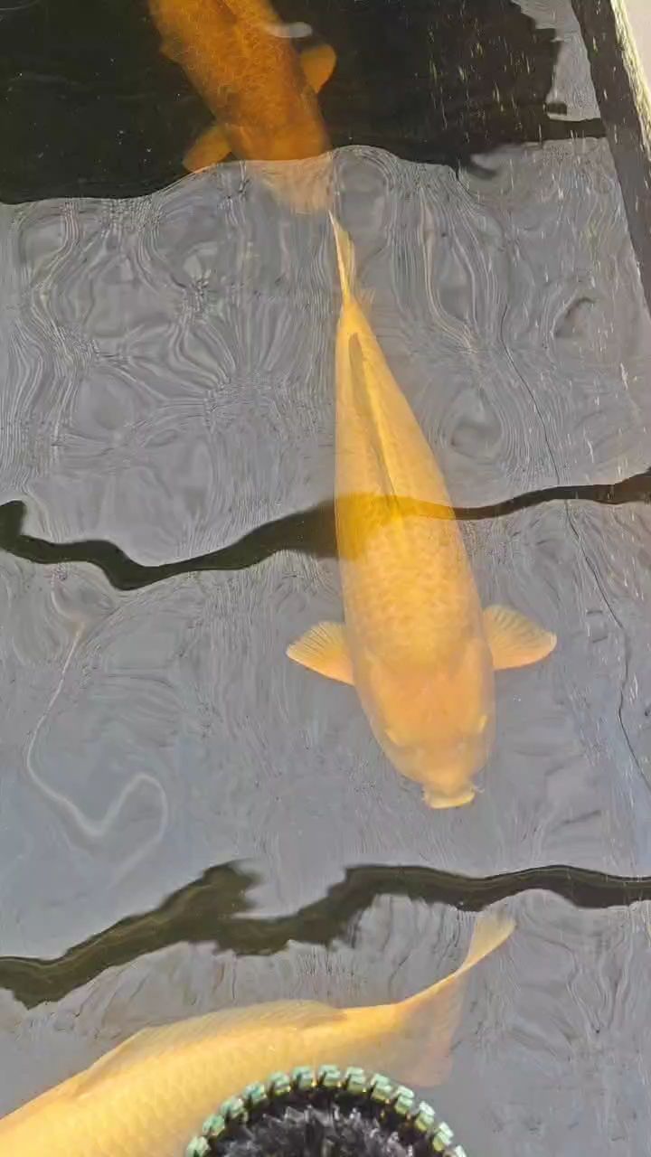 芒果介子锦鲤：波光粼粼的水面之下，金色鳞甲的锦鲤如游龙一般，是不可方物的惊鸿一瞥