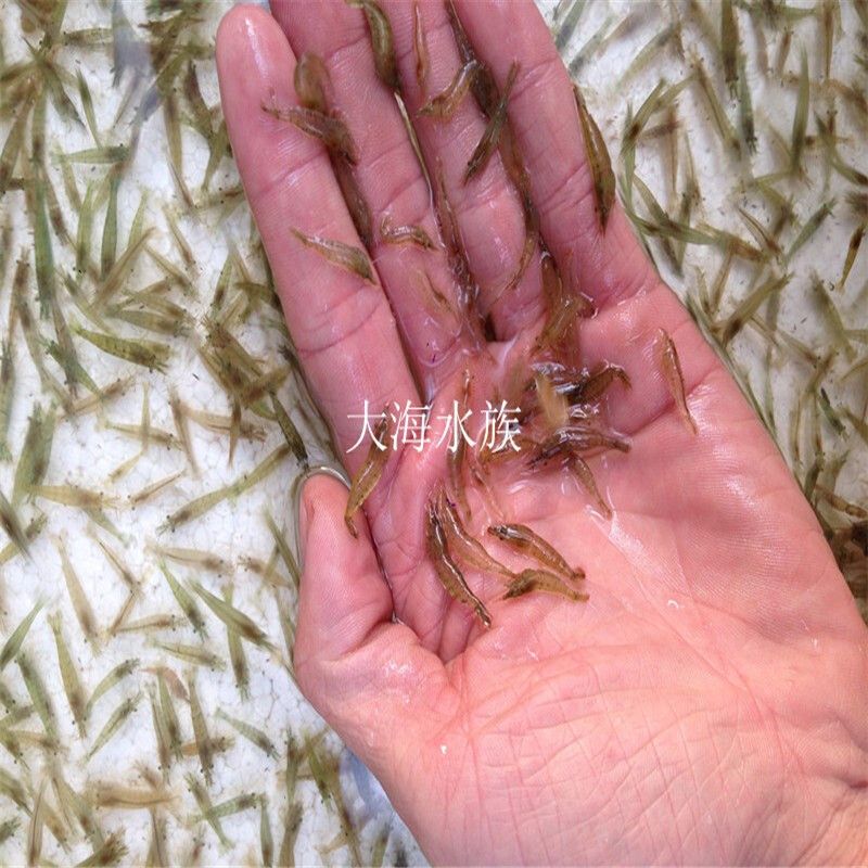 金龙鱼吃黑壳虾吗：金龙鱼会吃黑壳虾吗 龙鱼百科 第2张