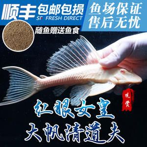 金龙鱼吃了清道夫：有金龙鱼吃了清道夫的情况但是请注意，这是在鱼缸中的个体行为 龙鱼百科 第3张