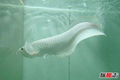 你知道银龙鱼长什么样子吗：银龙鱼的外观特征使它们成为了受欢迎的观赏鱼品种 龙鱼百科 第1张
