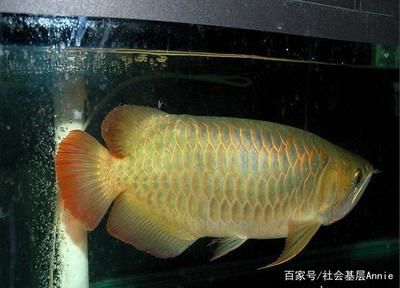 金龙鱼是什么颜色的鱼：金龙鱼是一种具有独特颜色特征的鱼类以下是关于金龙鱼的颜色特征 龙鱼百科 第2张