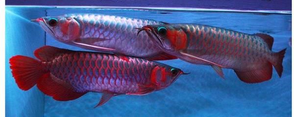 观赏鱼红龙鱼：红龙鱼是一种备受推崇的淡水观赏鱼其外观独特，富有吉祥寓意 龙鱼百科 第2张