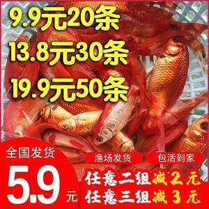 红龙渔场排名：印尼红龙渔场排名 龙鱼百科 第3张