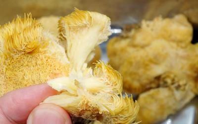 为什么红龙鱼那么贵：飞龙鱼翅猴头菇是中国传统美食中的一道豪华菜品，融合多种珍贵食材 龙鱼百科 第3张