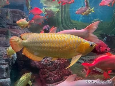 黄色的龙鱼叫什么名字：被称为黄色龙鱼的稀有品种，专家指出黄色龙鱼的稀有品种 龙鱼百科 第1张