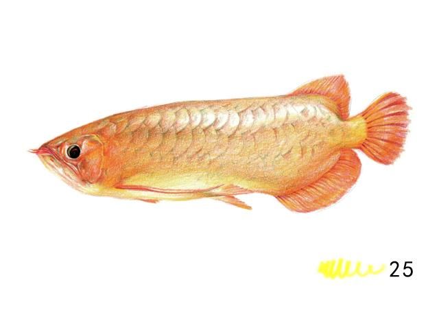 黄色的龙鱼叫什么名字：被称为黄色龙鱼的稀有品种，专家指出黄色龙鱼的稀有品种 龙鱼百科 第3张