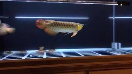 金龙鱼怎么区分过背和过水的：金龙鱼怎么区分过背和过水 龙鱼百科 第2张