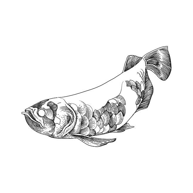 金龙鱼玉雕素描：玉雕金龙鱼玉雕素描是一门融合了艺术构思、技艺精湛和文化内涵的艺术形式