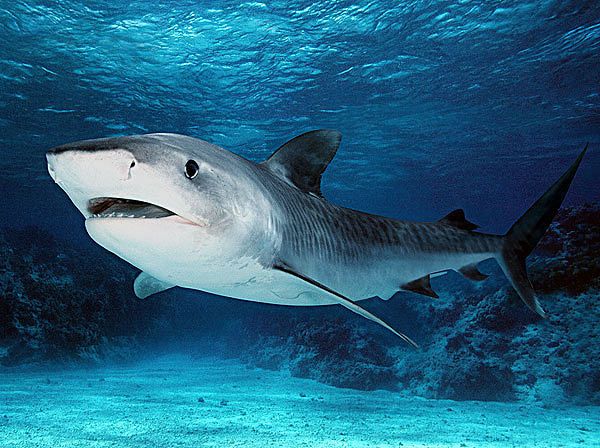 虎鲨能和龙鱼混养吗：虎头鲨和龙鱼能混养吗，虎头鲨和龙鱼混养的成功与否取决于多种因素 龙鱼百科 第2张