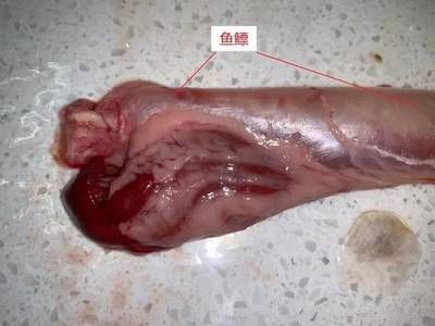 金龙鱼肠胃炎怎么治疗：金龙鱼肠胃炎怎么治疗金龙鱼肠胃炎的治疗方法包括以下几个方面 龙鱼百科 第1张