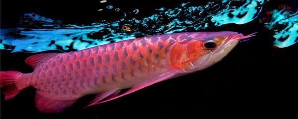药水红龙鱼是怎么回事：关于药水红龙鱼的详细解释和购买时的注意事项