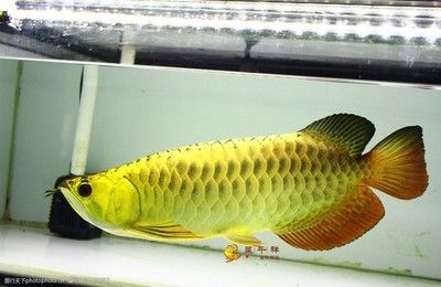 金龙鱼 活体：1.5公斤的金龙鱼可以卖到18万元人民币，比黄金还贵
