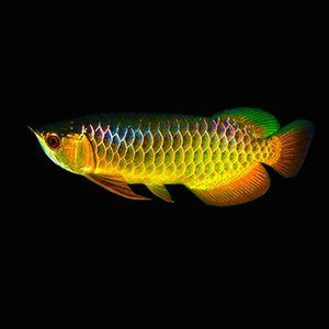 金龙鱼 活体：1.5公斤的金龙鱼可以卖到18万元人民币，比黄金还贵