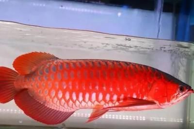 红龙鱼初期发色怎样看出来的：红龙鱼初期发色怎么看出来的 龙鱼百科 第3张
