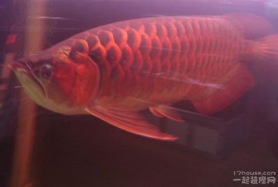 红龙鱼ph值多少发色好：红龙鱼ph值多少发色好红龙鱼ph值多少发色