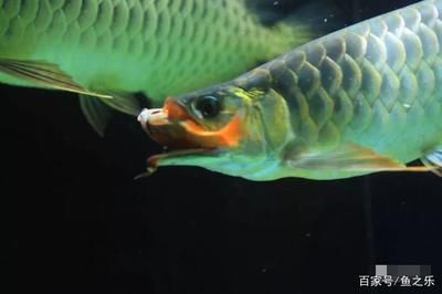 龙鱼一般吃什么活食：龙鱼常见的几种活食 龙鱼百科