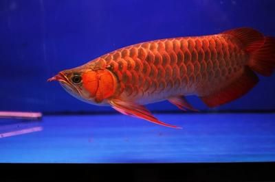 冬天红龙鱼水温多少合适喂食：冬天喂食红龙鱼时需要注意以下几点