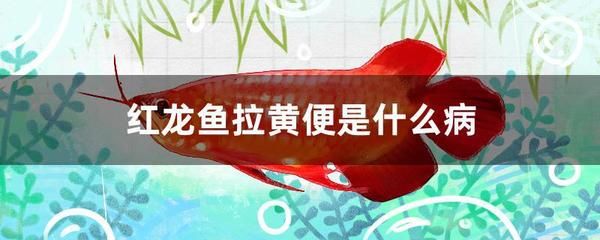 红龙鱼拉的屎是啥颜色：红龙鱼的排泄物颜色主要取决于它们所摄入的食物