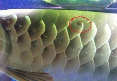 龙鱼头上长了水泡：龙鱼头上长水泡怎么办 龙鱼百科 第2张